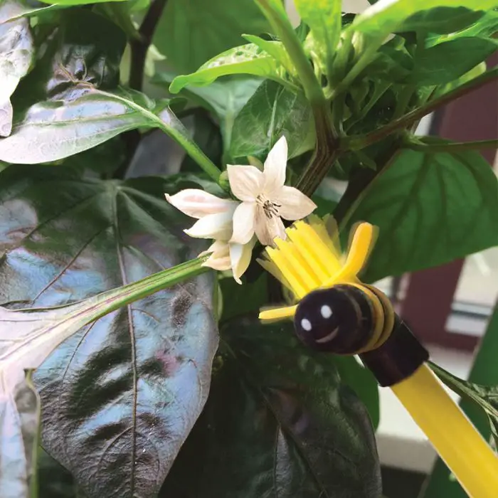 Pollinating a strawberry flower
