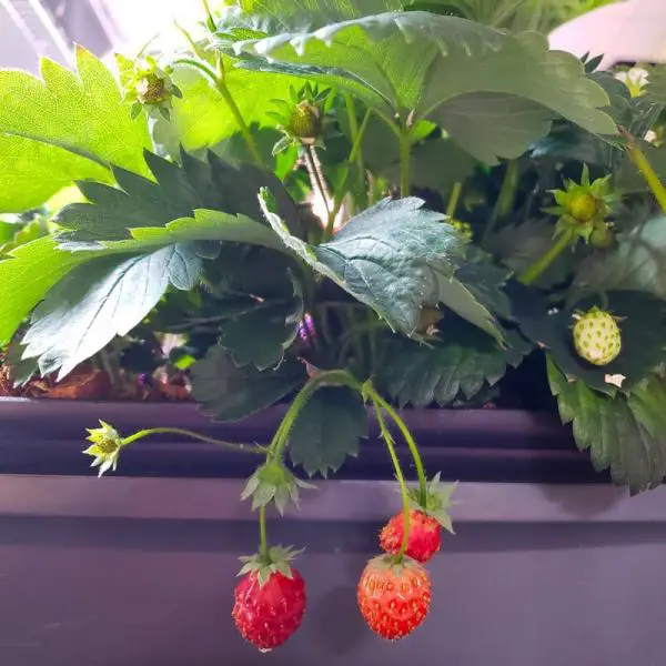Red strawberries in an AeroGarden