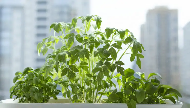 tomato plant and herbs
