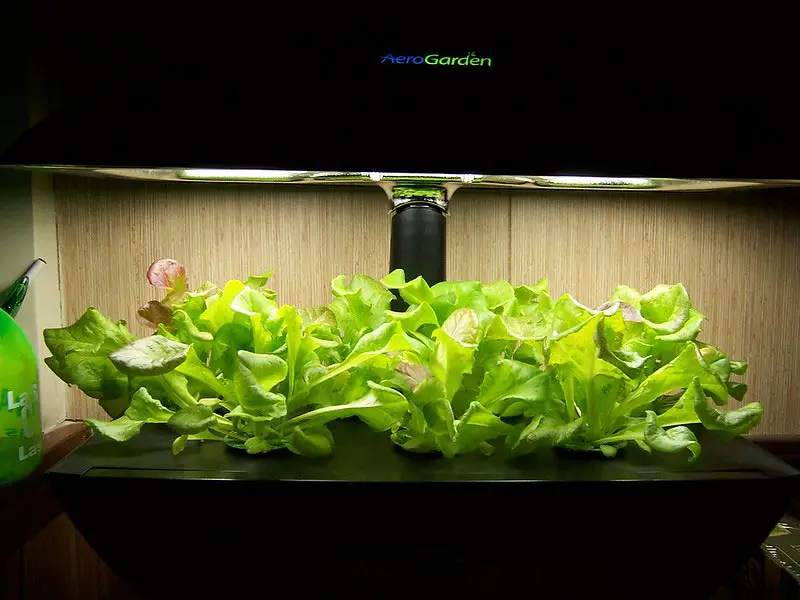 Aerogarden lettuce under-light