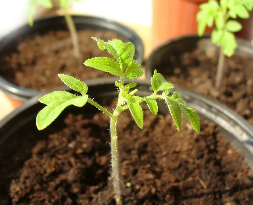 Tomato seedling