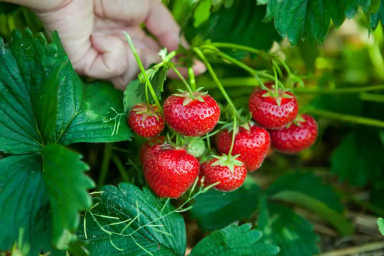 How to grow AeroGarden Strawberries