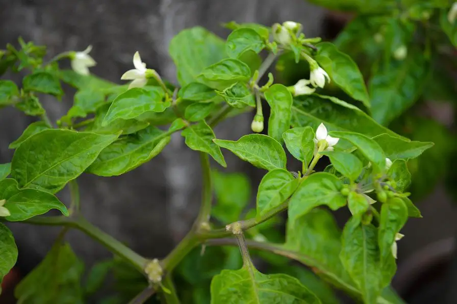 Pepper flowers, pollination