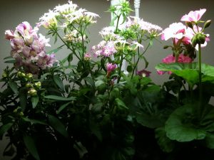 How to Grow AeroGarden Flowers