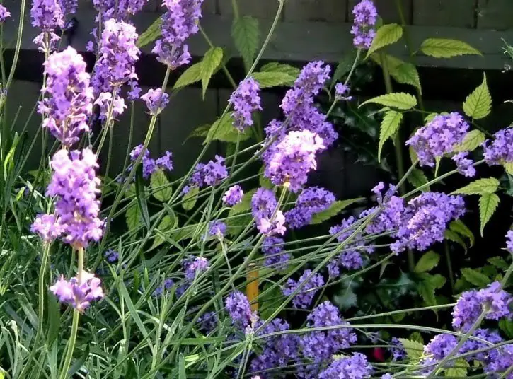 Aerogarden lavender