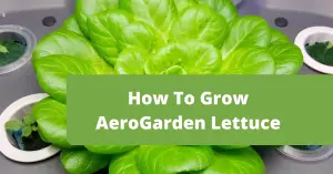 Aerogarden lettuce