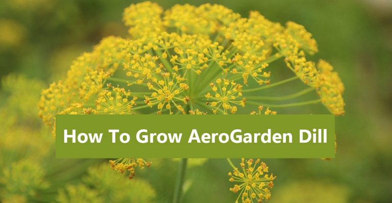 AeroGarden Dill: How to Grow, Prune and Care This Classic Herb
