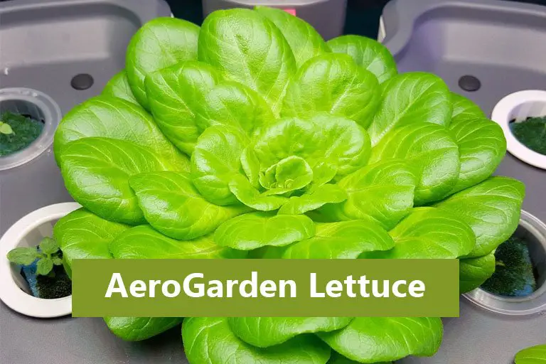 AeroGarden Lettuce