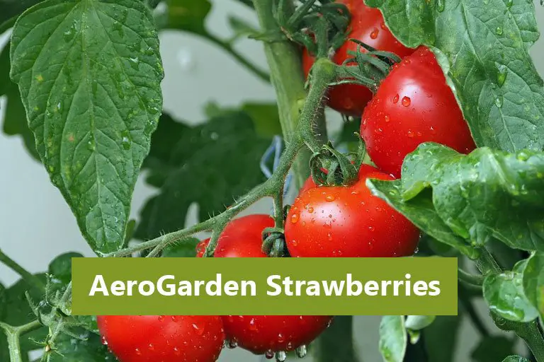 AeroGarden Tomatoes