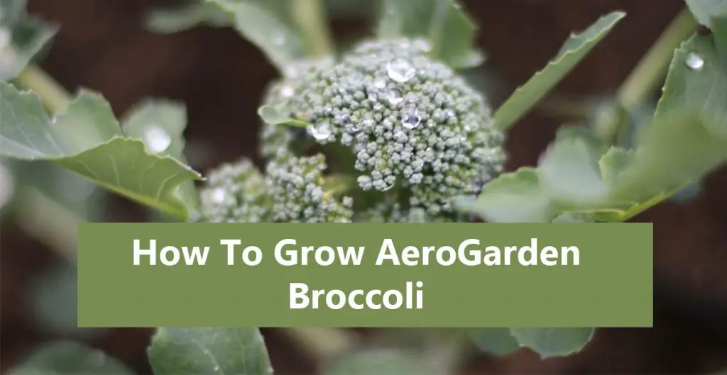 AeroGarden Broccoli