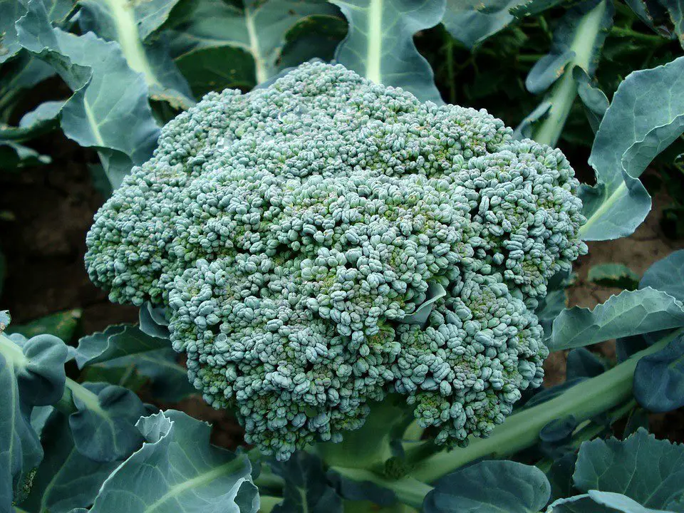 Full head of broccoli