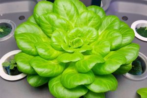 AeroGarden lettuce