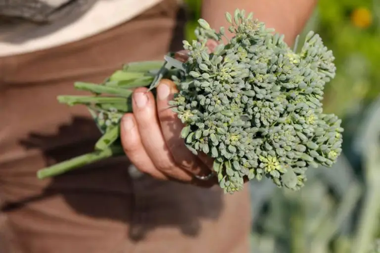 How to Grow AeroGarden Broccoli