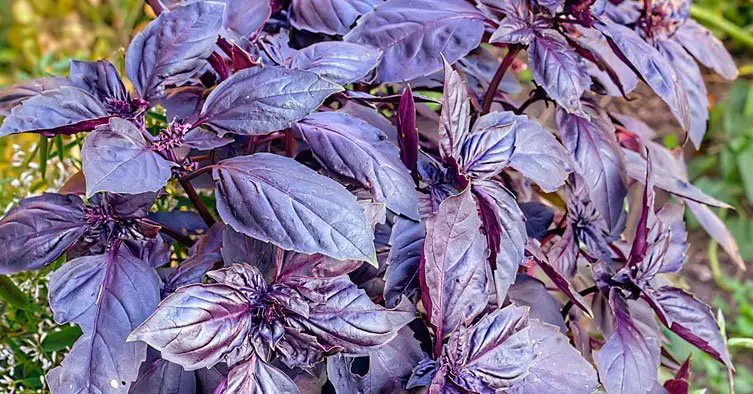 Types of Basil to Grow in Your Garden
