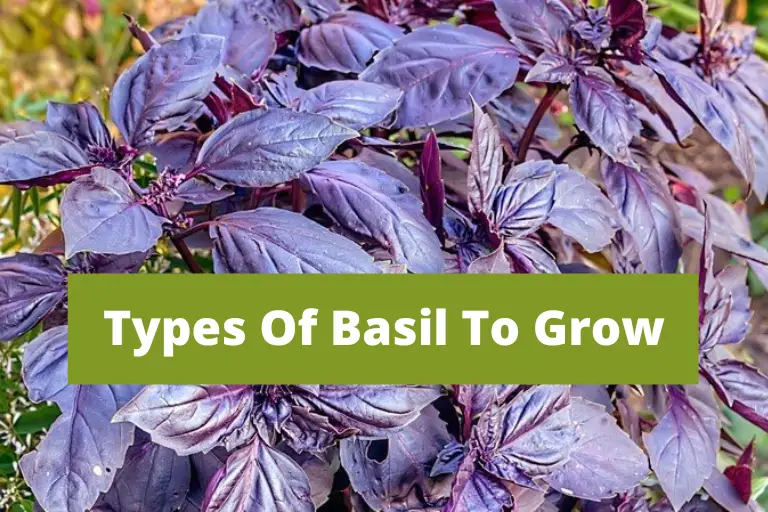 Types Of Basil To Grow (1)