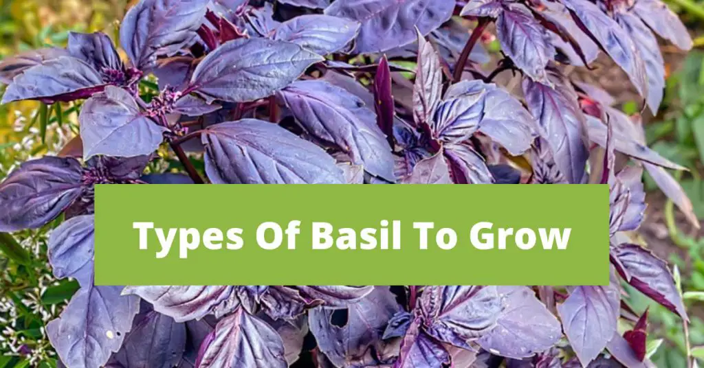 Types Of Basil To Grow