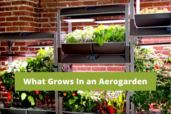 What Can You Grow In AeroGarden (4)