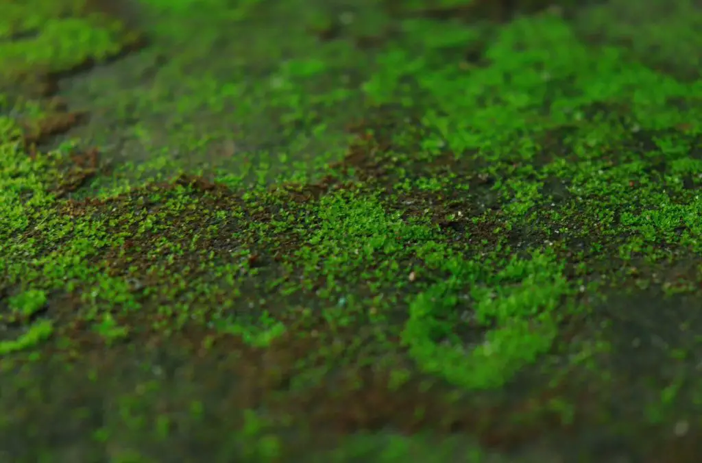 close up algae