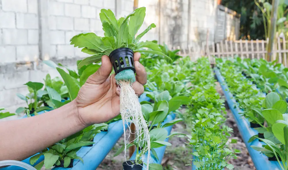 holding plant above hydroponic system