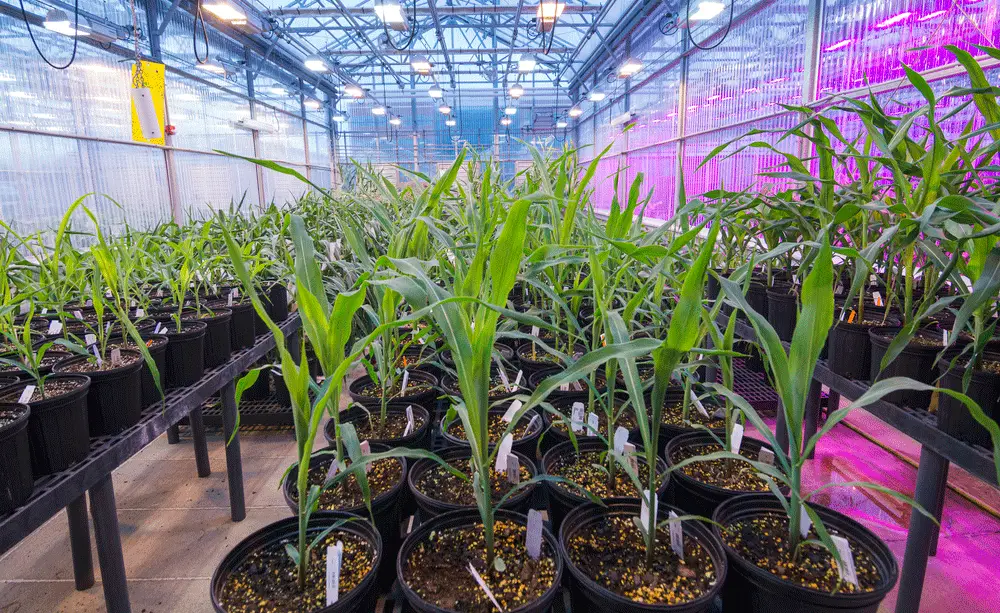 Greenhouse corn rows in pots