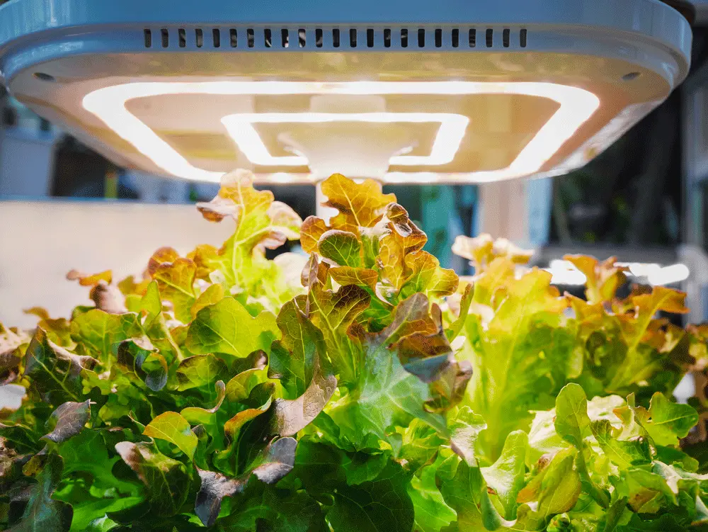 Greenhouse lettuce light 1