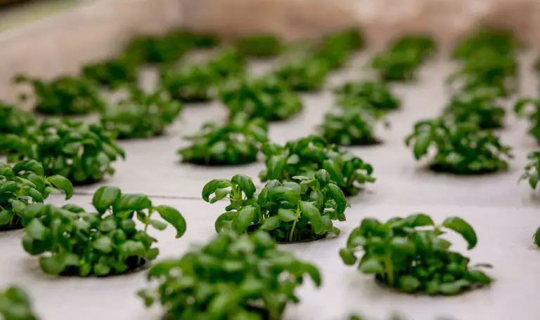 The Best Seeds For Hydroponic Gardening