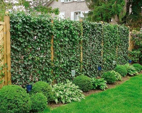 Ivy fence