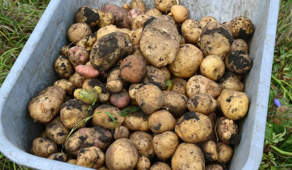 Potatoes outdoors
