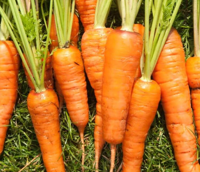 Royal Chantenay Carrots