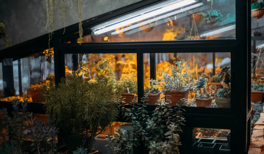 black frame Indoor greenhouse