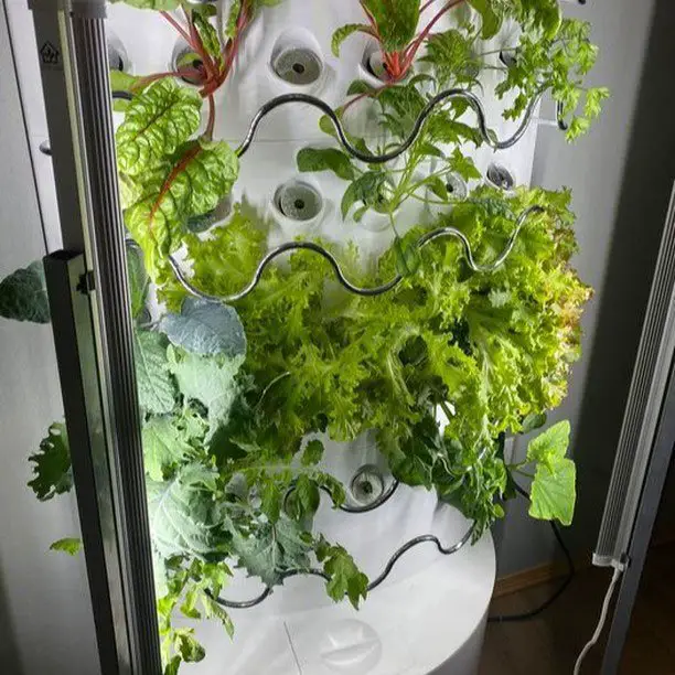 iHarvest review, setup and hydroponic comparison