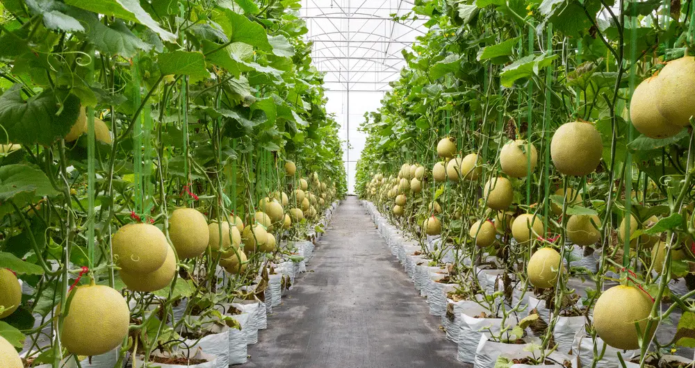 yellow melon on field in greenhouse