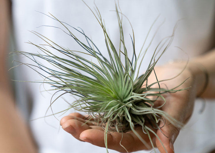 Air Plant dying