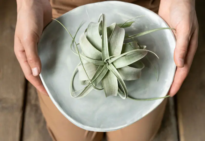 Air plant drying on plate