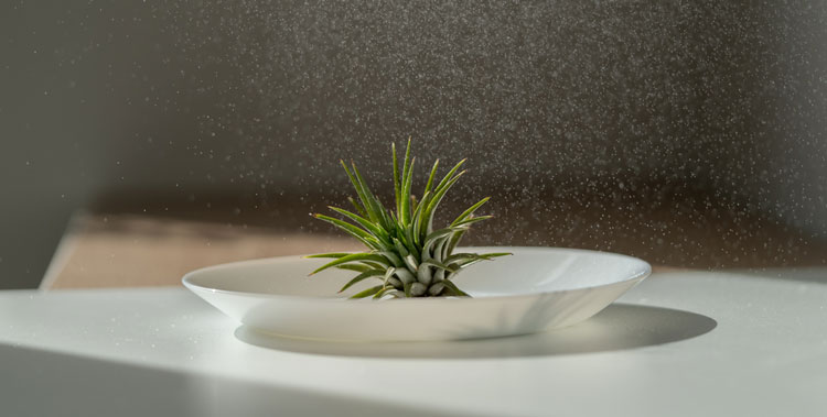 How Long Do You Soak Air Plants? A Complete Watering Guide