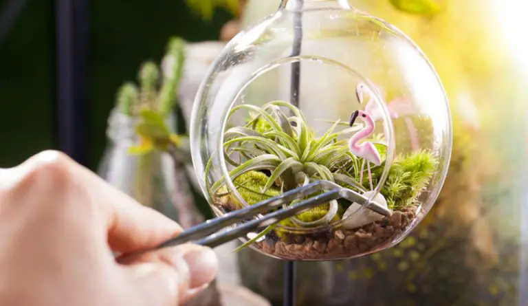 Are air plants the same as succulents?