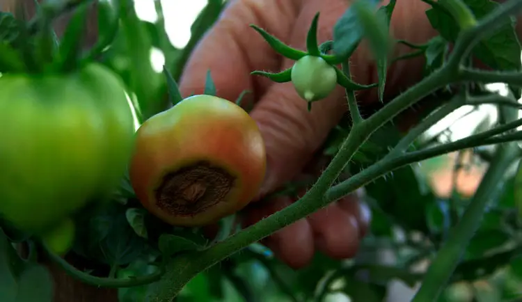 Black spots on tomatoes