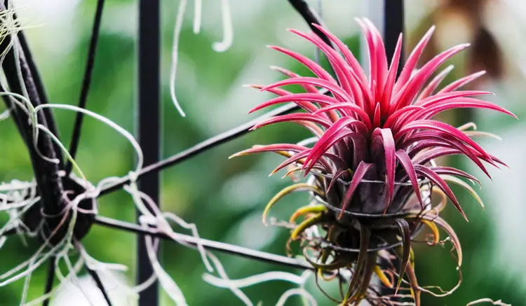 How Long Do Air Plants Live? What To Do During Your Plants Final Stage