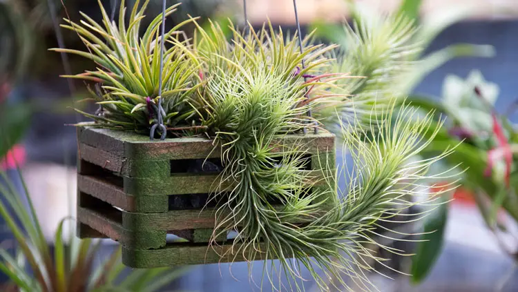 Healthy air plant with yellow tips