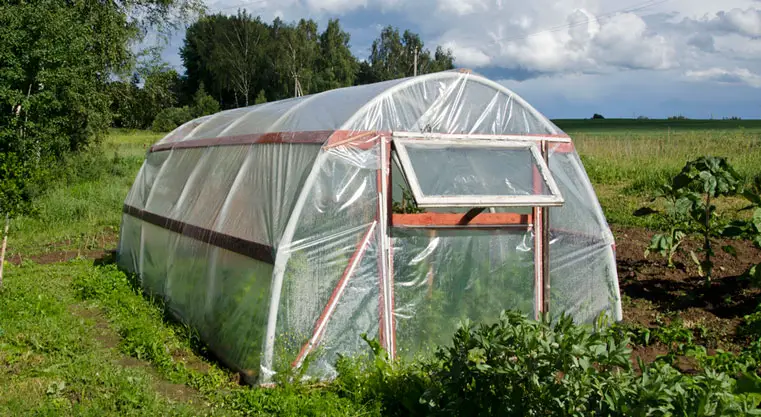 Open window hot greenhouse