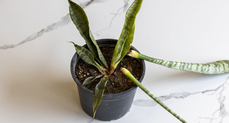 Snake plant with rotting leaves