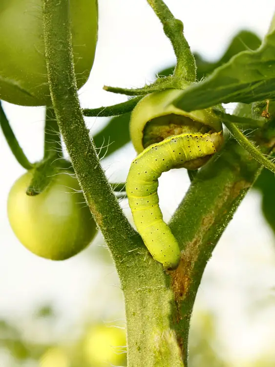 Cutworm eating a tomato plant