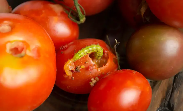 Fruit worm eating a ripe tomato