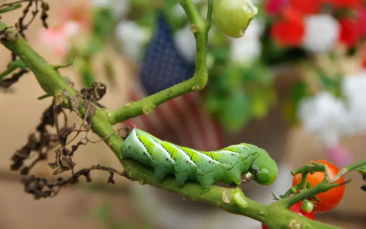 Hornworm eating a tomato plant