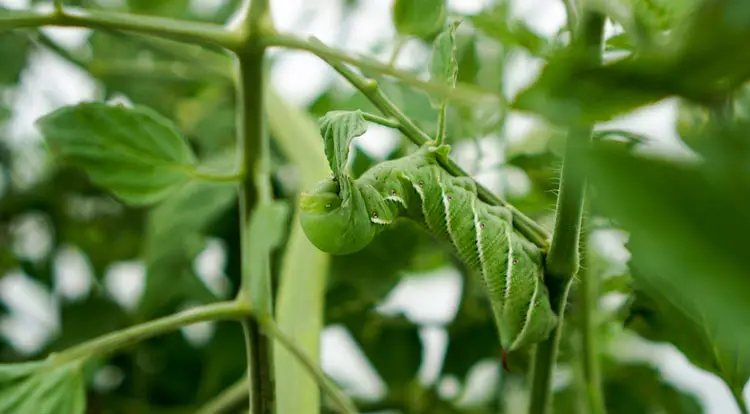Hornworm eating the edge of a tomato plant leaf