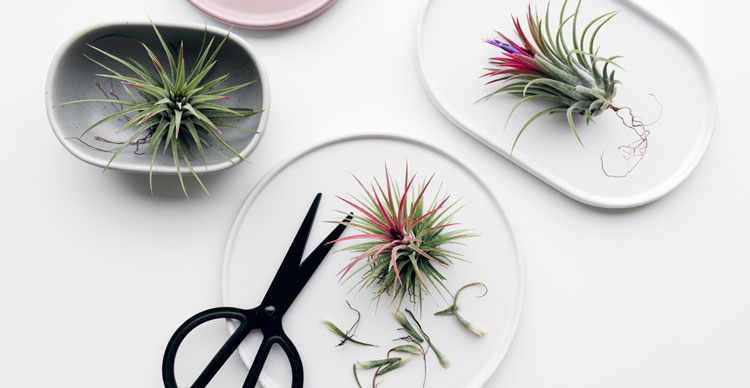 Trimmed air plants