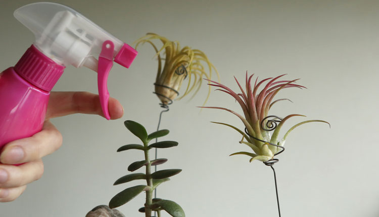 Watering air plants with a misting bottle