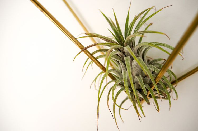 Air plant with yellow tip leaves