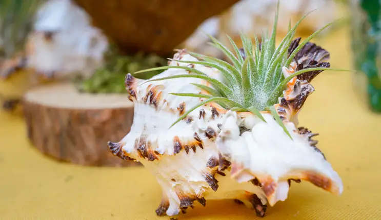 Young air plant seashell