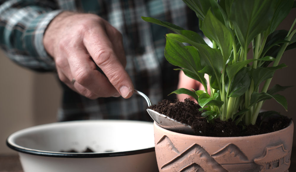 Adding new soil to a potted peace lily